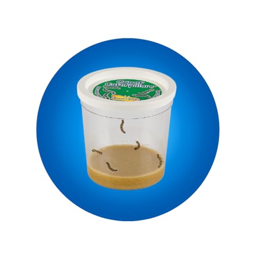 Insect Lore Butterfly Garden Kit – STEM Live Butterfly Growing Habitat with Caterpillars & Voucher, Educational Kit for Kids, Classrooms & Homeschool