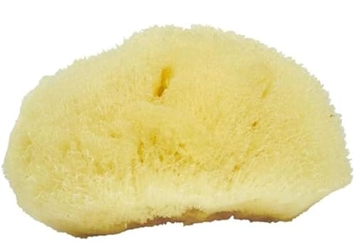 Sea Soft Silk Sponge - for Cosmetic Use, Facial Cleansing, 3-4 inches