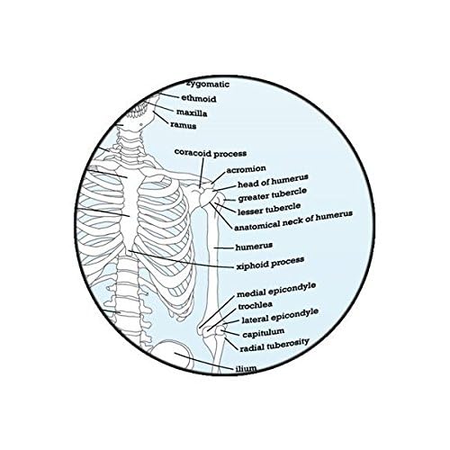 SMART by Simple Memory Art Human Skeleton Shower Curtain - EVA Vinyl, 71" x 71"