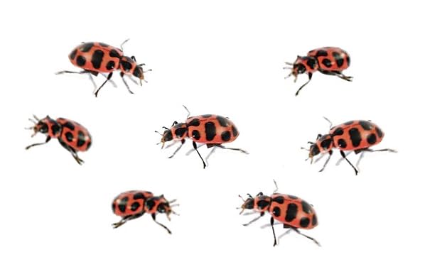 Insect Lore Live Baby Ladybug Larvae - Ladybug Growing Kit REFILL with Ladybug Life Cycle Toy Figurines - SHIP NOW
