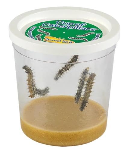 Insect Lore Cup of Caterpillars Basic – 5 Live Painted Lady Caterpillars with Food, Refill Kit for Butterfly Garden, STEM Science Activity for Kids & Classrooms