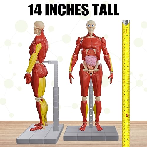 Be Amazing! Toys Interactive Human Body – 60-Pc 14” Anatomy Model with Removable Muscles, Organs & Bones – STEM Toy for Kids Ages 8+