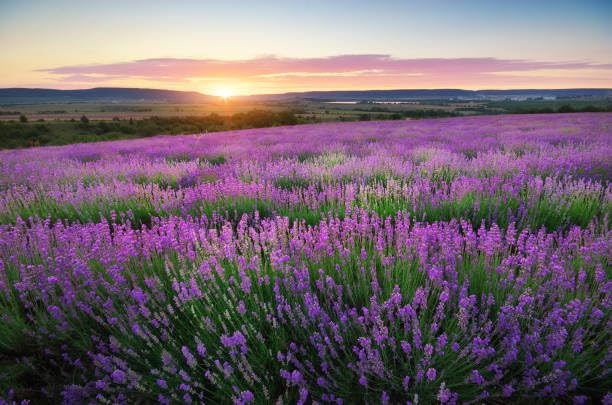 Energetic Pairing: 2-Pack Reusable Glass Bottles, Newport & Home Hand Soap - Wild Lavender and Rosemary Mint Infused with Essential Oil - 16 Fl oz