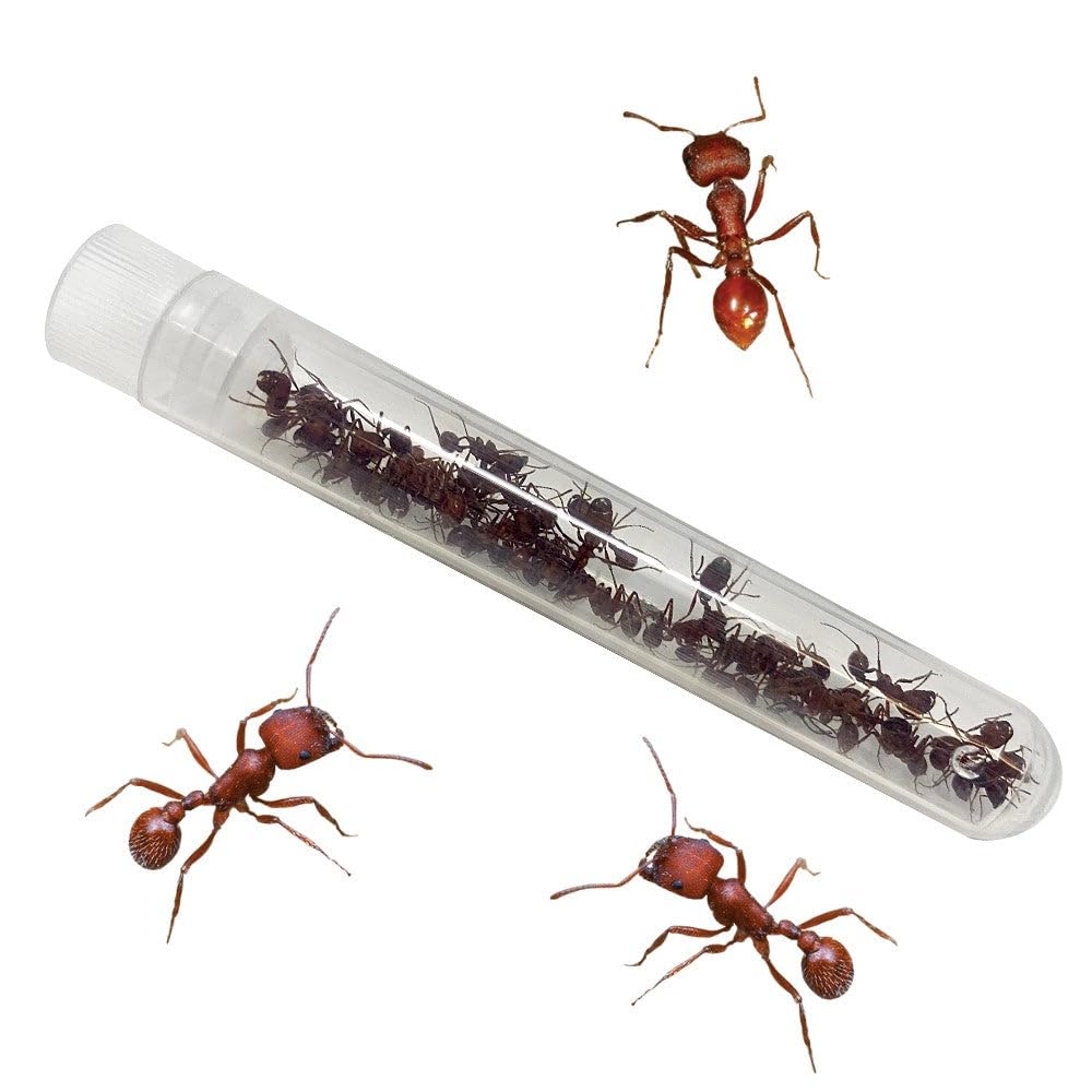 Insect Lore Bug Camp Bundle – Live Butterfly, Ladybug & Ant Kits with Caterpillars, Larvae, Ants & Bonus Life Cycle Figurines