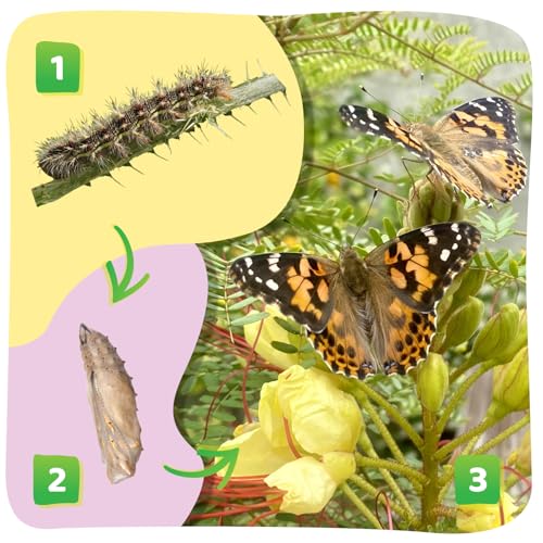 Insect Lore Butterfly Garden Kit – STEM Live Butterfly Growing Habitat with Caterpillars & Voucher, Educational Kit for Kids, Classrooms & Homeschool