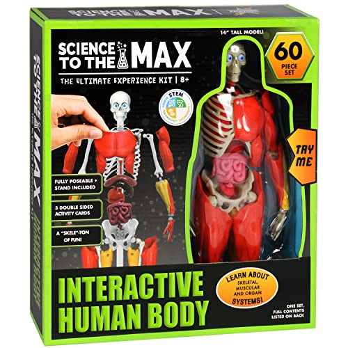 Be Amazing! Toys Interactive Human Body – 60-Pc 14” Anatomy Model with Removable Muscles, Organs & Bones – STEM Toy for Kids Ages 8+