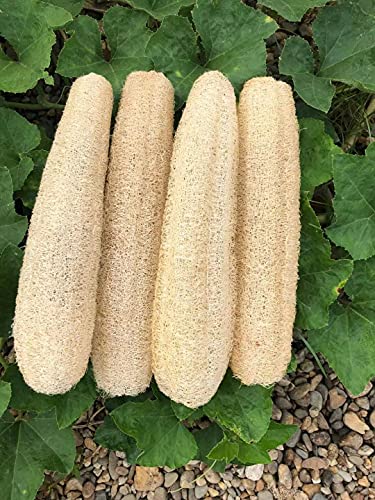 YEMTAL Natural Loofah Sponges Organic Luffa Bath Shower Sponge Exfoliating Body Back Scrubber for Men Women Adults SPA Beauty Bathing Daily Care - 4
