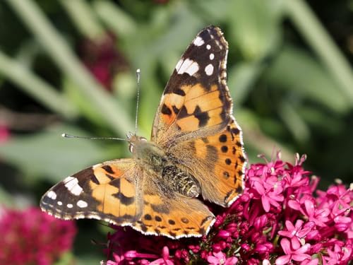 Insect Lore Butterfly Garden Kit – STEM Live Butterfly Growing Habitat with Caterpillars & Voucher, Educational Kit for Kids, Classrooms & Homeschool