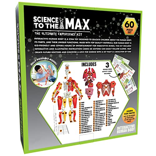 Be Amazing! Toys Interactive Human Body – 60-Pc 14” Anatomy Model with Removable Muscles, Organs & Bones – STEM Toy for Kids Ages 8+