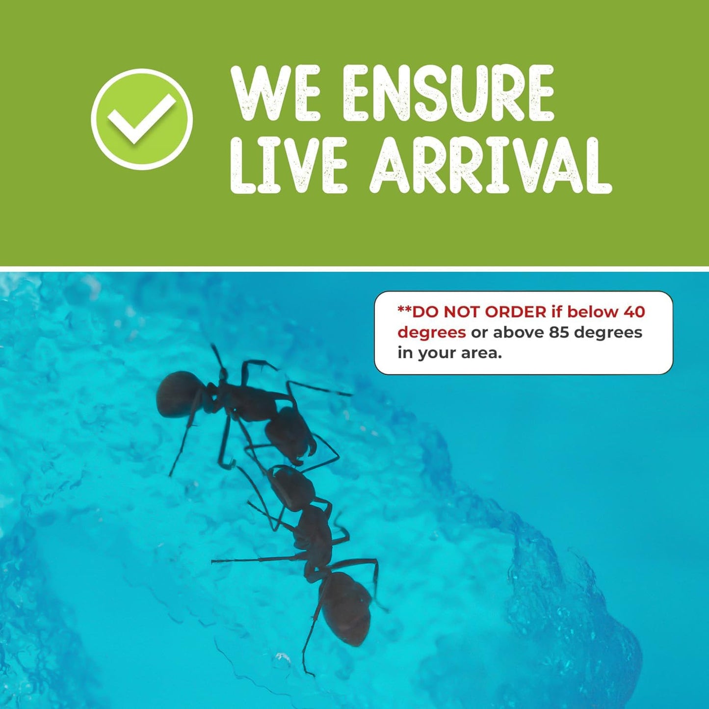 Ant Habitat Kit with 25 Live Ants Shipped Now - Ant Terrarium Complete Set with Clear Nutrient Gel - Perfect for Learning and Fascinating Observation