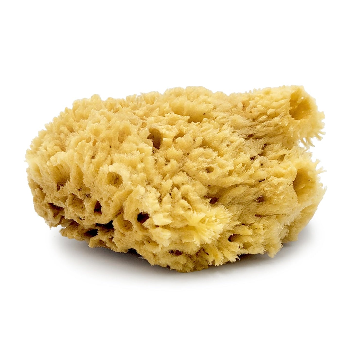 Baudelaire Sea Wool Sponge 5.5" - Natural Sea Sponge for Bathing and Shower - Durable, Sustainable & Environment-Friendly Loofah for Body