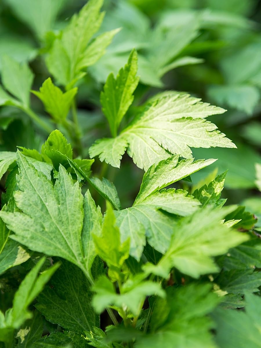 DECORTÉ, Hydra Clarity Conditioning Treatment Softener ER