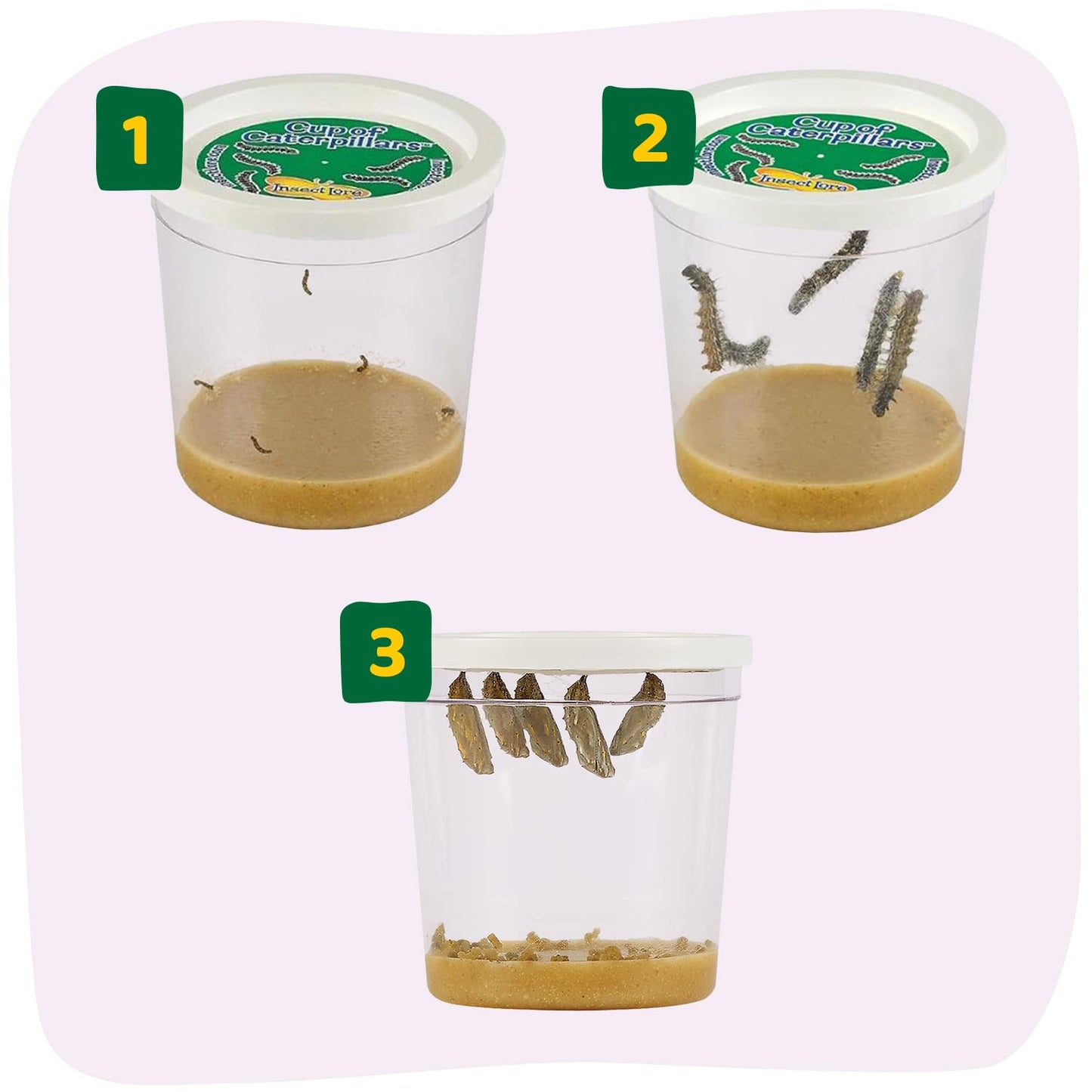 Insect Lore Cup of Caterpillars Basic – 5 Live Painted Lady Caterpillars with Food, Refill Kit for Butterfly Garden, STEM Science Activity for Kids & Classrooms