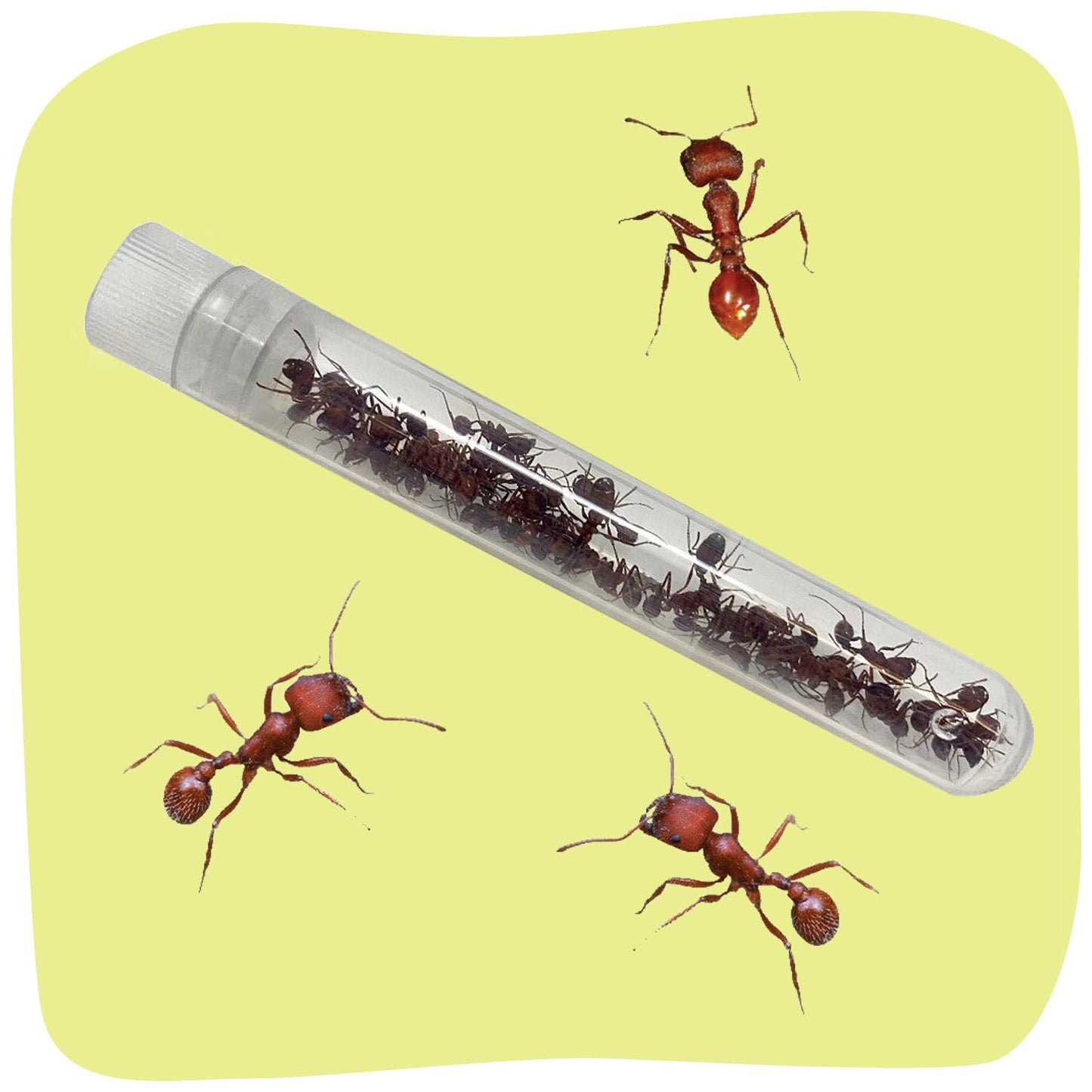 Insect Lore Ant Hill Habitat Kit – STEM Science Kit with Live Harvester Ants Voucher, Educational Kids Toy to Watch Ants Tunnel & Explore