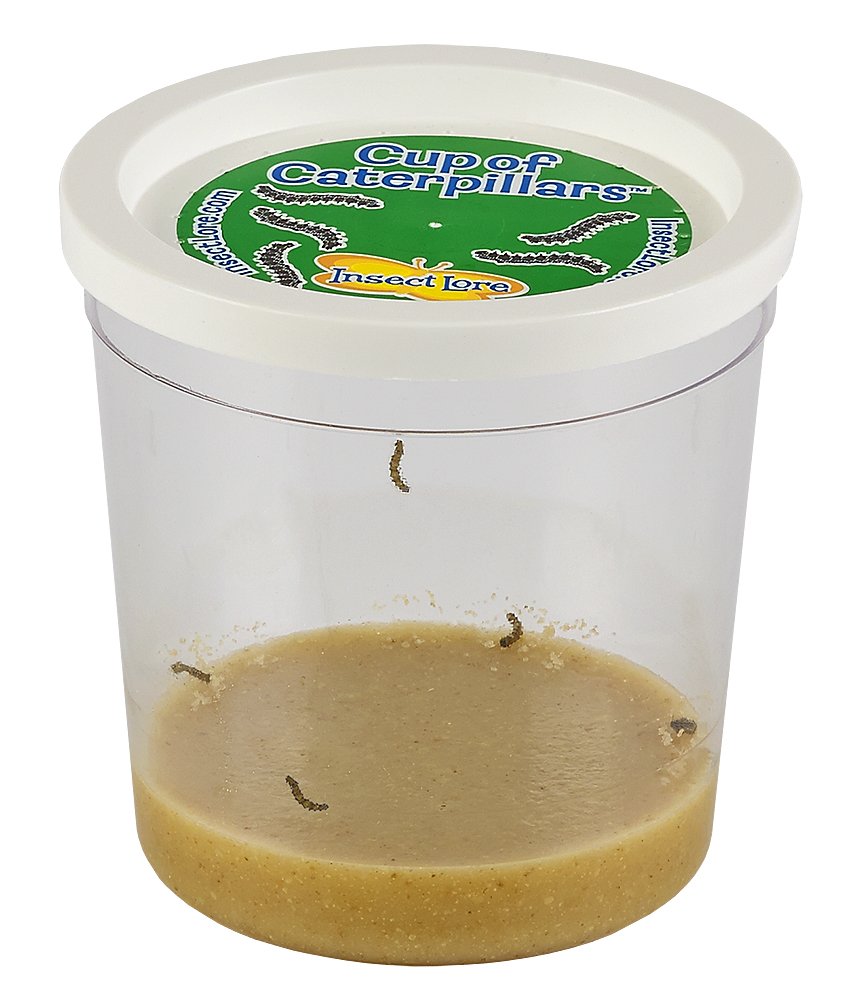 Insect Lore Cup of Caterpillars – 5 Live Painted Lady Caterpillars with Food, Figurines & Refill Kit for Butterfly Garden, Fun STEM Activity for Kids