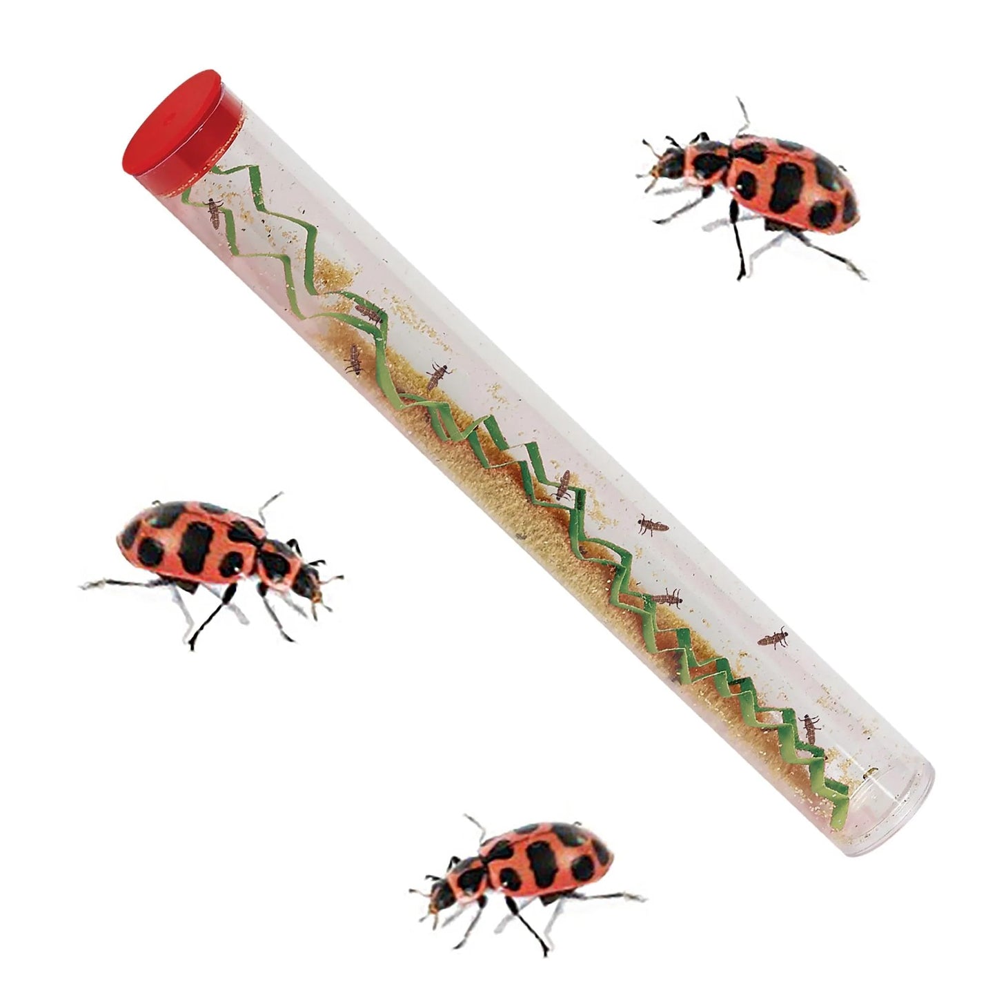 Insect Lore Bug Camp Bundle – Live Butterfly, Ladybug & Ant Kits with Caterpillars, Larvae, Ants & Bonus Life Cycle Figurines