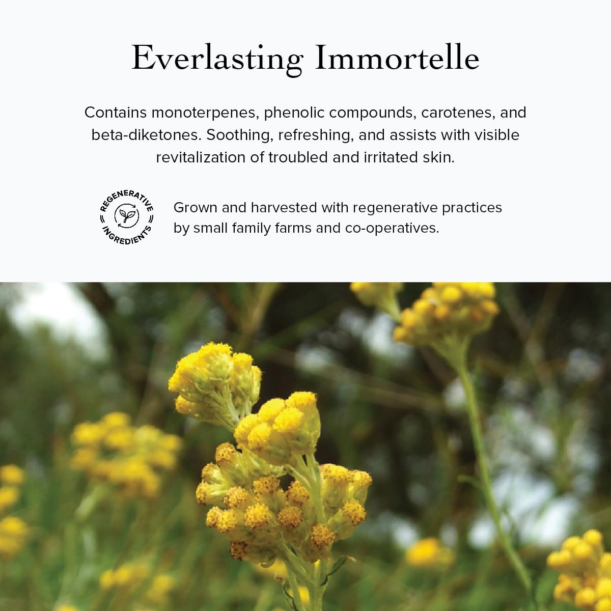 evanhealy Wild Carrot Immortelle Eye Balm | Organic Travel Moisturizer Stick | Hydrating Balm to Brighten Skin Around Eyes, Face, & Body | On the Go