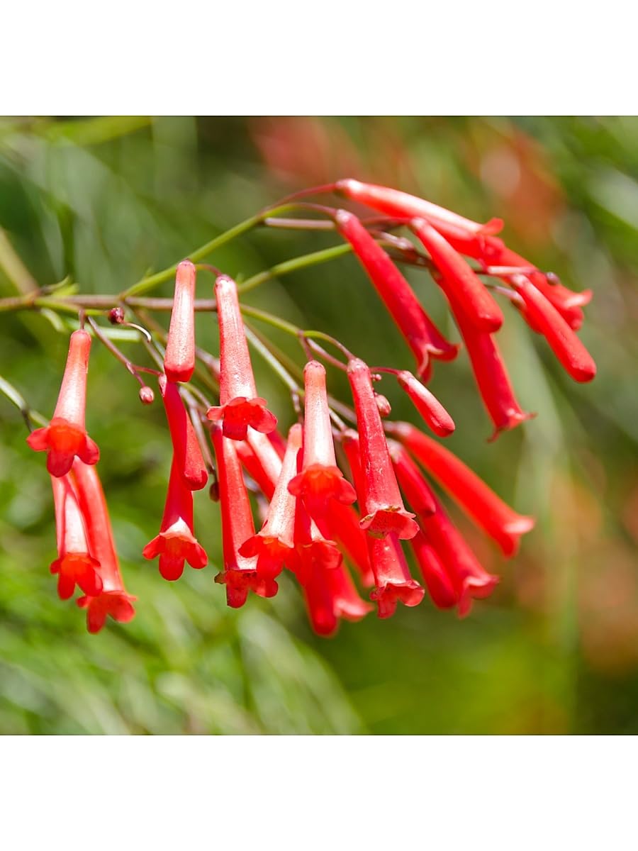 DECORTÉ, Hydra Clarity Conditioning Treatment Softener ER