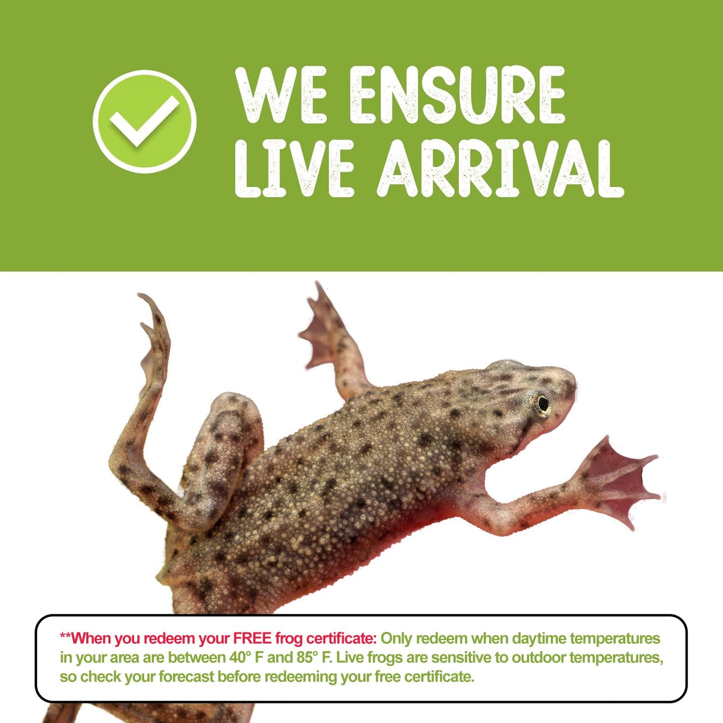 Nature Gift Store African Dwarf Frog Starter Kit- Includes Certificate for 2 Live Frogs -Small Aquarium, Food, Instructions