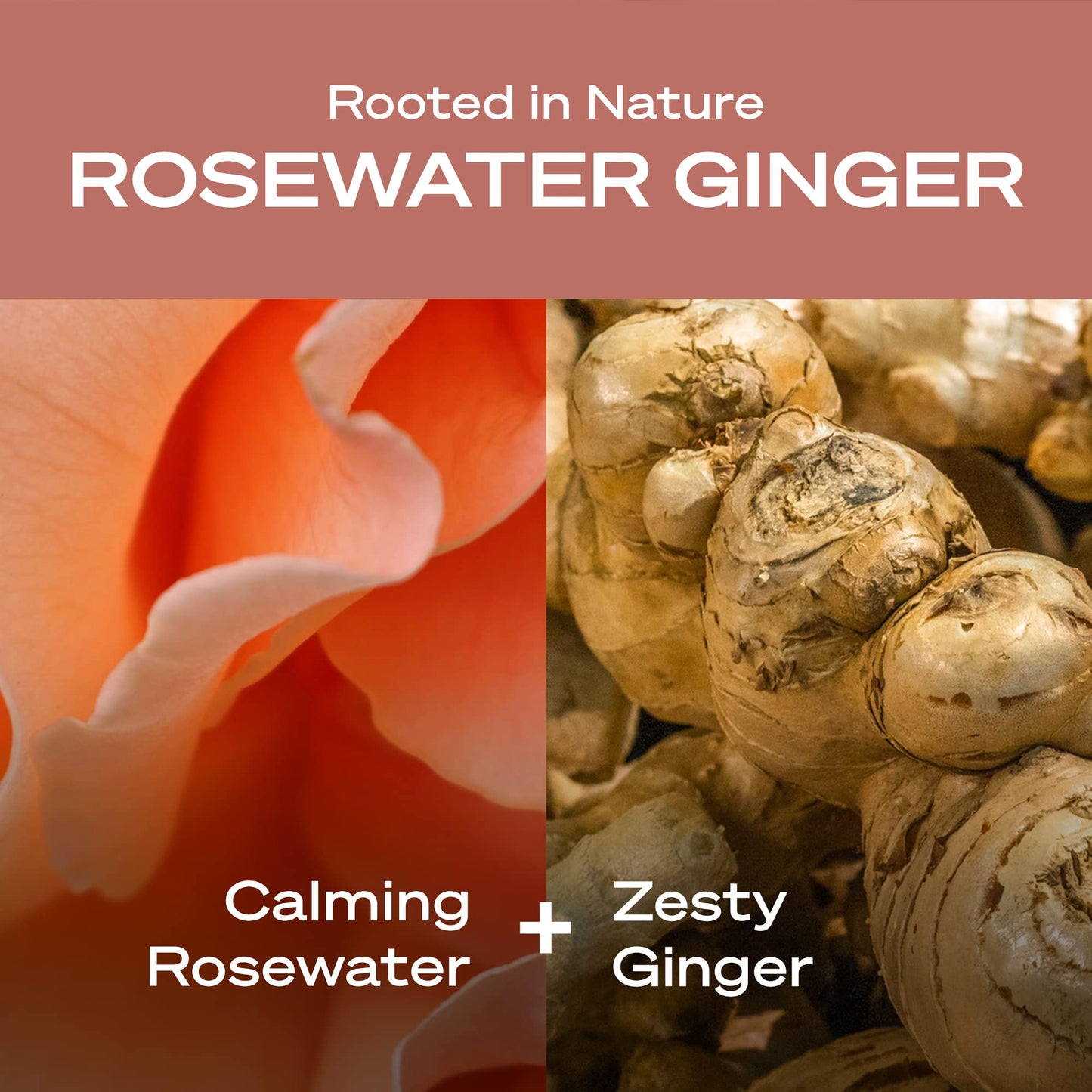 Hey Humans Rosewater Ginger Moisturizing Body Wash with Natural Ingredients & Jojoba Oil | Clean, Vegan, Sulfate Free Bath & Body Wash for Women |