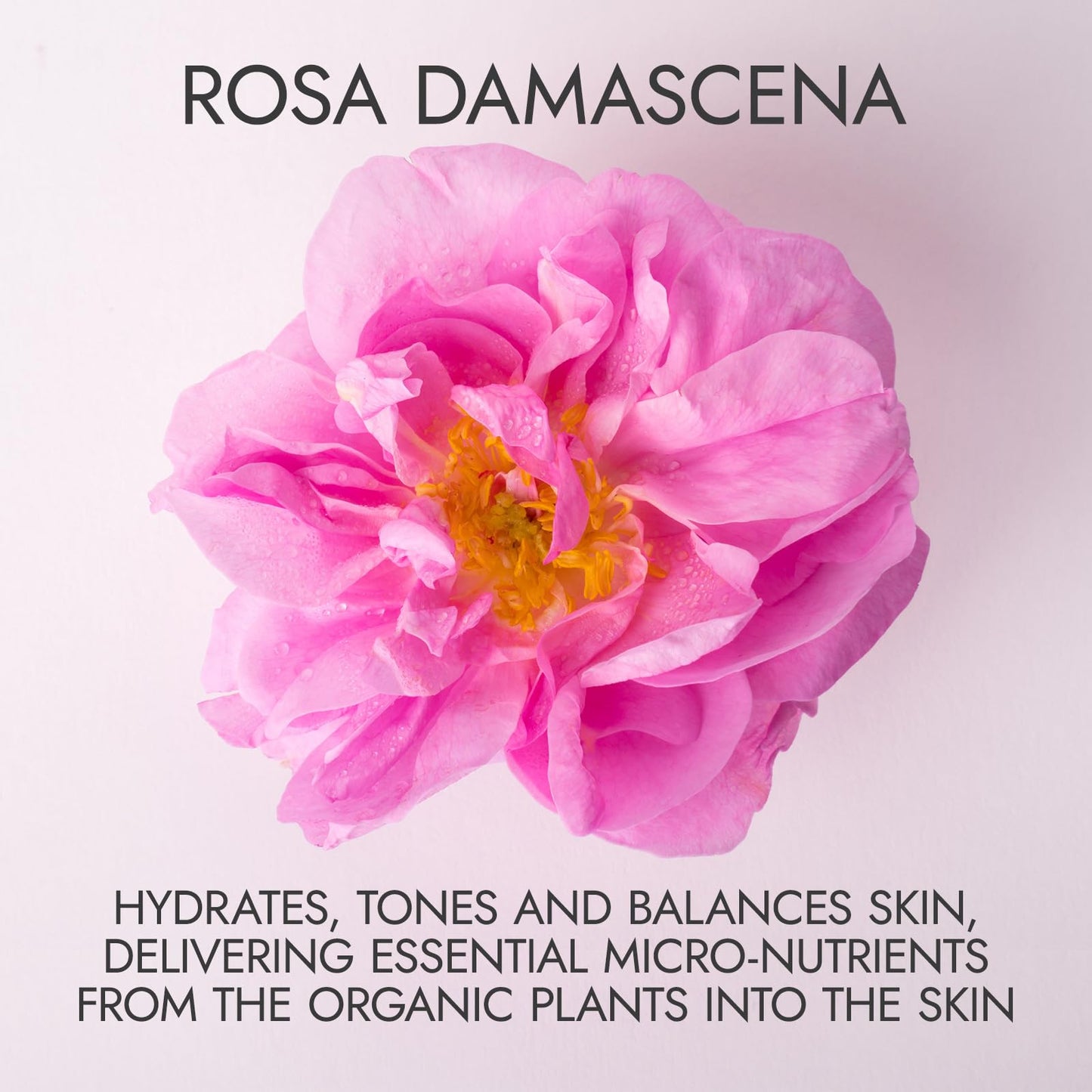 Alteya Organics Rose Water USDA Certified Organic Facial Toner, 8.5 Fl Oz/250mL Pure Bulgarian Rosa Damascena Flower Water, Award-Winning Moisturizer