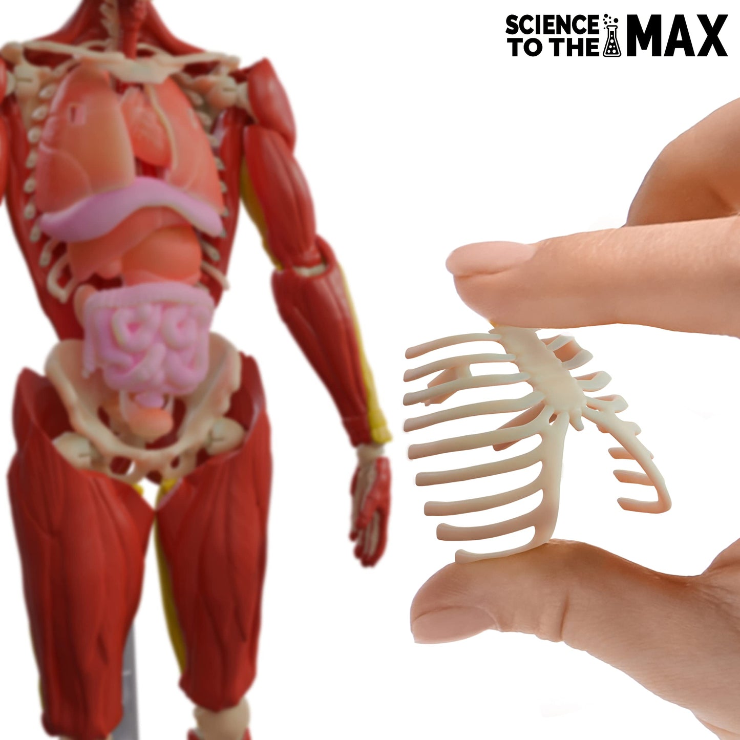 Be Amazing! Toys Interactive Human Body – 60-Pc 14” Anatomy Model with Removable Muscles, Organs & Bones – STEM Toy for Kids Ages 8+