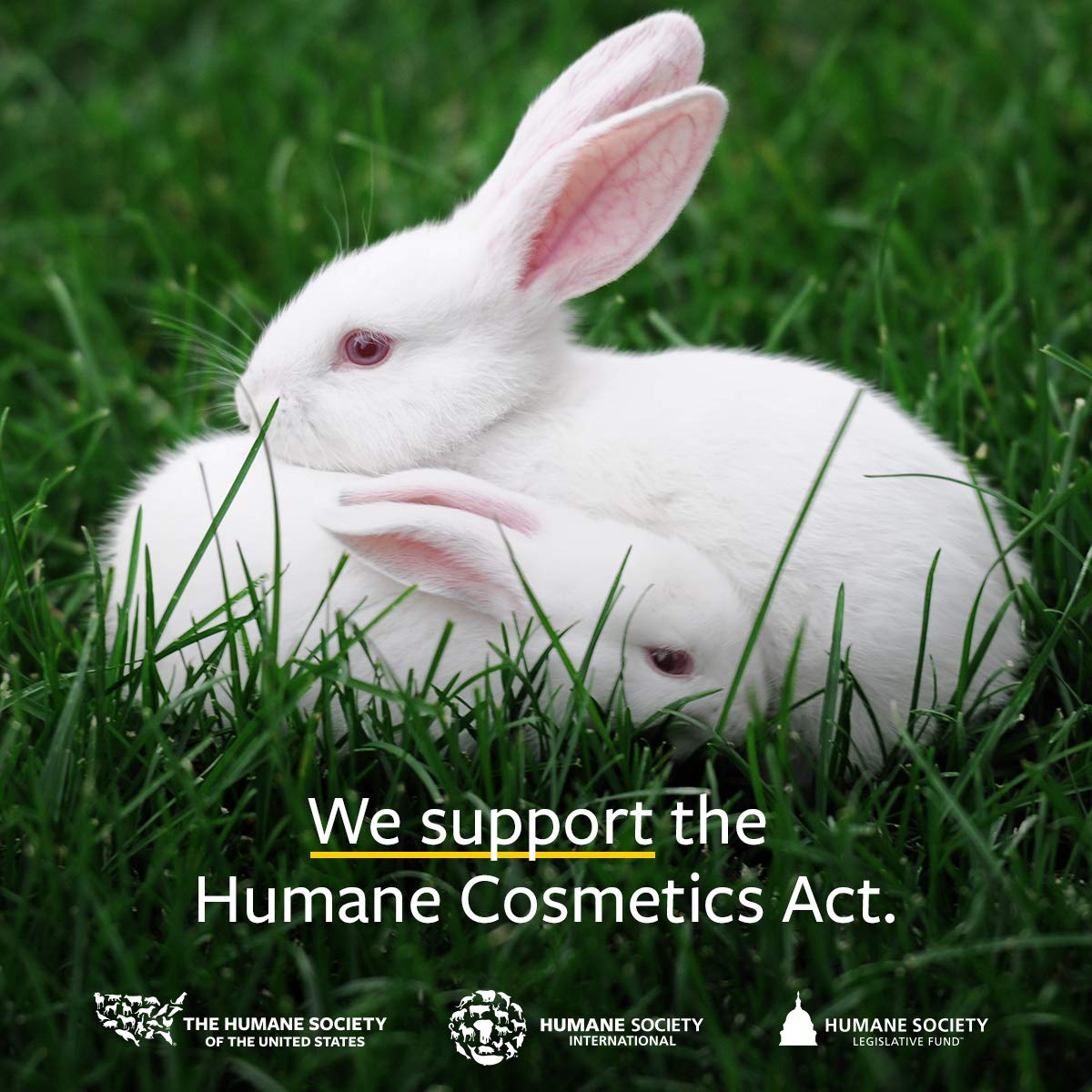 US Organic Grape Seed Oil, USDA Certified Organic, 100% Pure & Natural, Cold Pressed Virgin, Unrefined, in Amber Glass Bottle