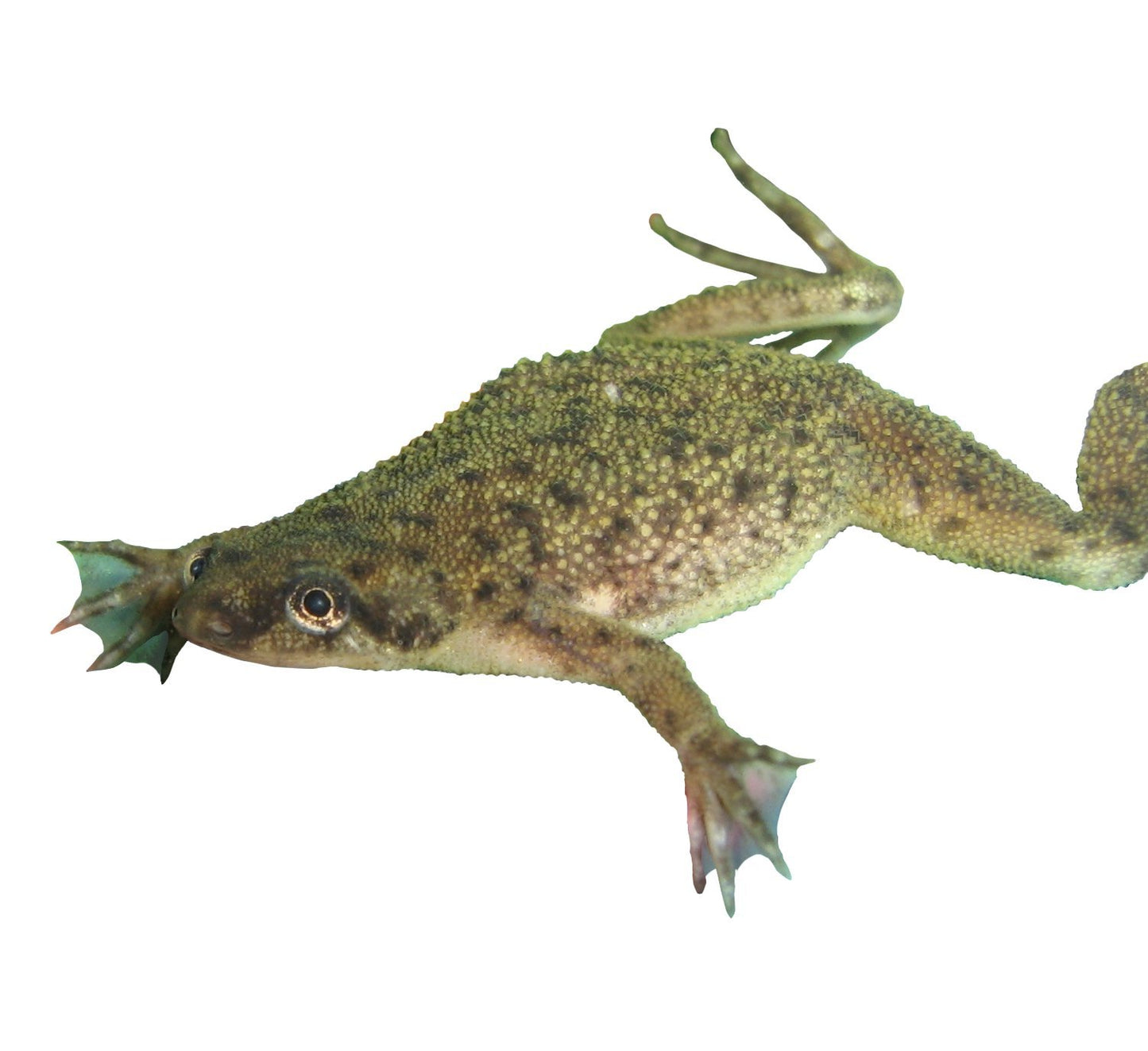 Nature Gift Store African Dwarf Frog Starter Kit- Includes Certificate for 2 Live Frogs -Small Aquarium, Food, Instructions