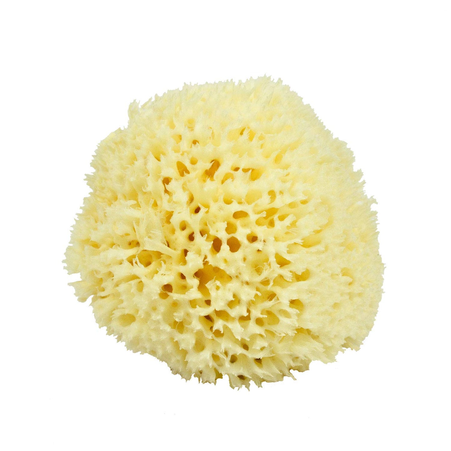 Neptune Natural Renewable Sea Wool Sponge, Hand Cut, Large, Approx. 6-7"