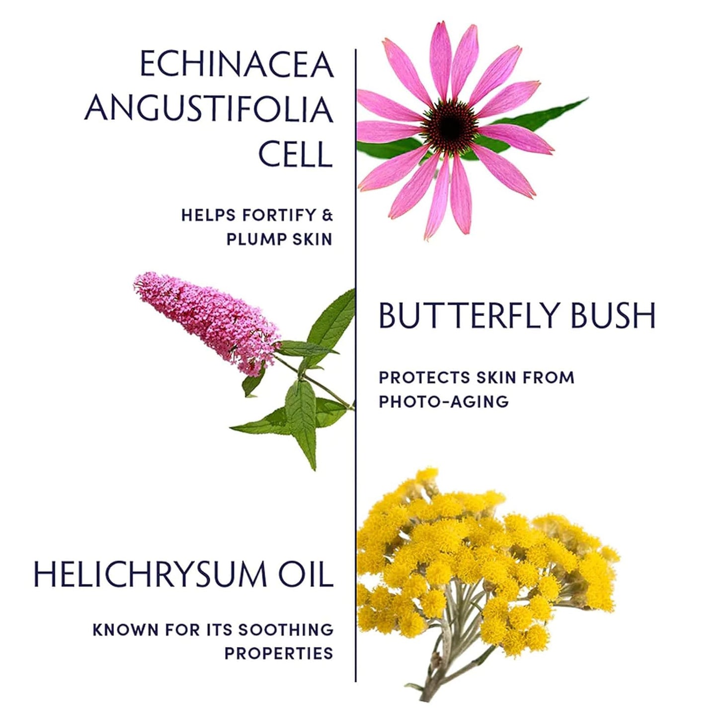 Naturopathica Plant Stem Cell Booster Serum, Daily Anti-Aging Face Serum to Smooth Fine Lines, Firming Facial Serum Helps Plump & Protect Skin, 1.18