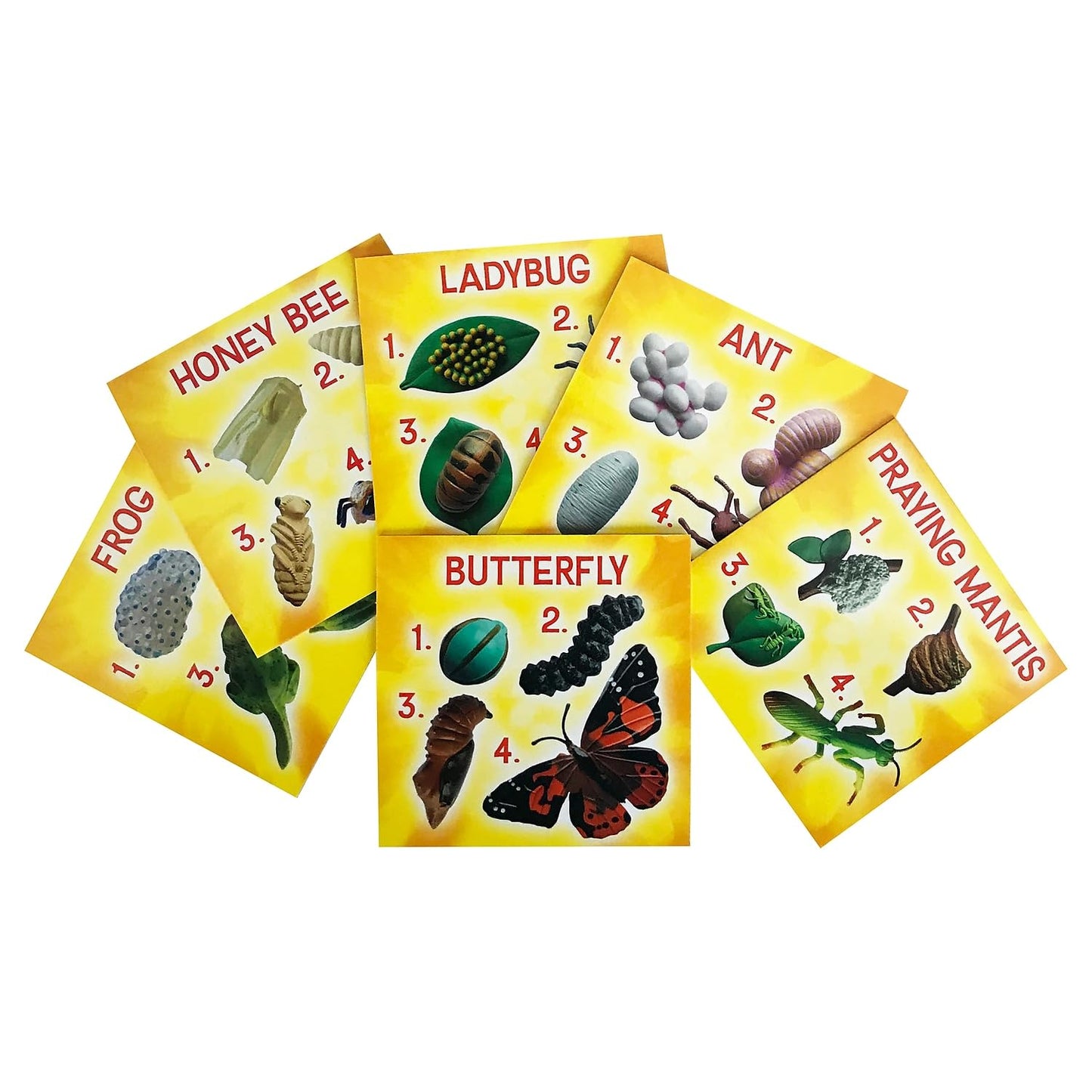 Insect Lore's Life Cycle Figurines 24 Pc Set | Butterfly, Ladybug, Frog, Honey Bee, Ant and Praying Mantis | 4 Stages Per Insect, 24 Figurines Total