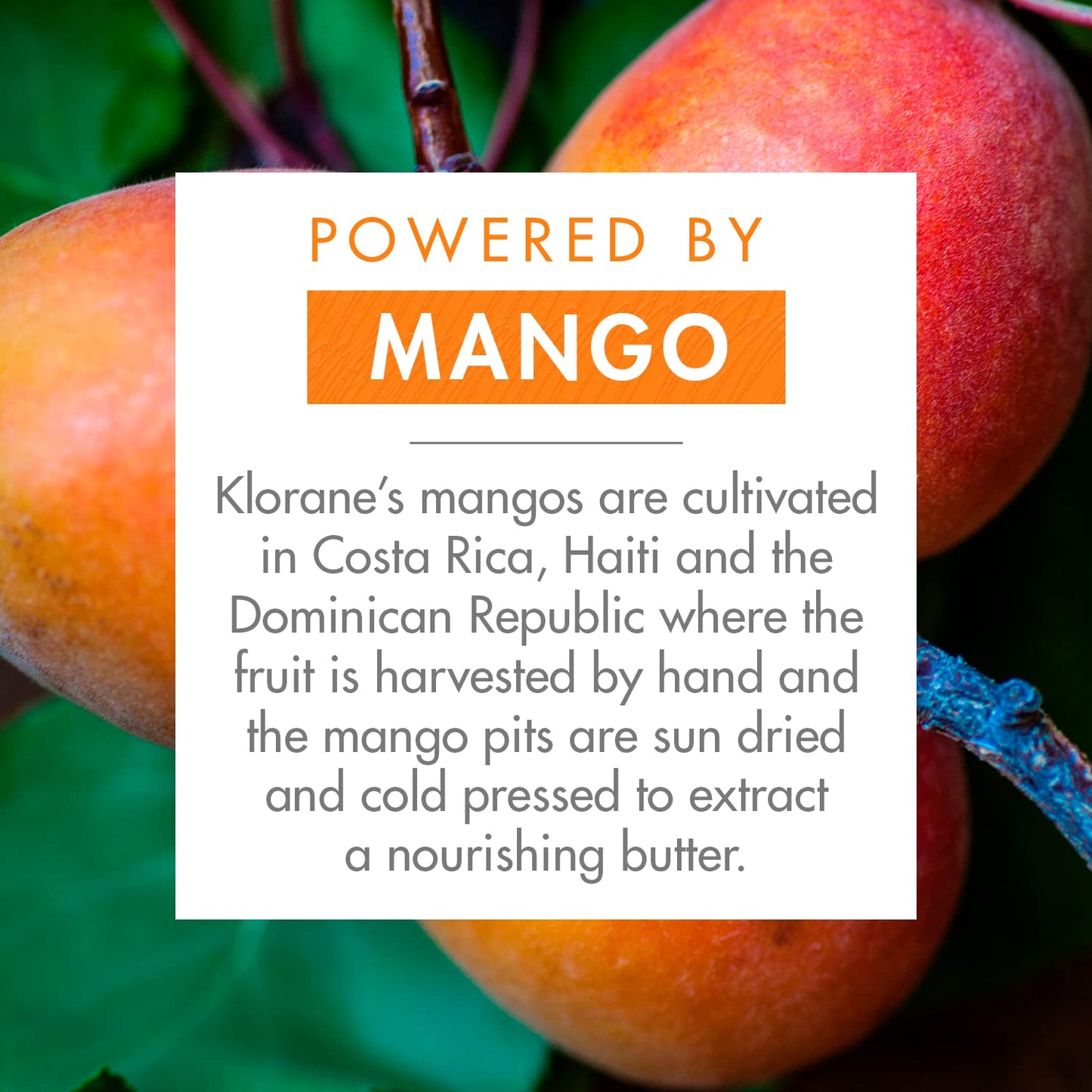 Klorane Nourishing 2-in-1 Mask with Mango, Deep Conditioning and Overnight Treatment for Dry Hair, Paraben, Silicone and Sulfate Free, Biodegradable