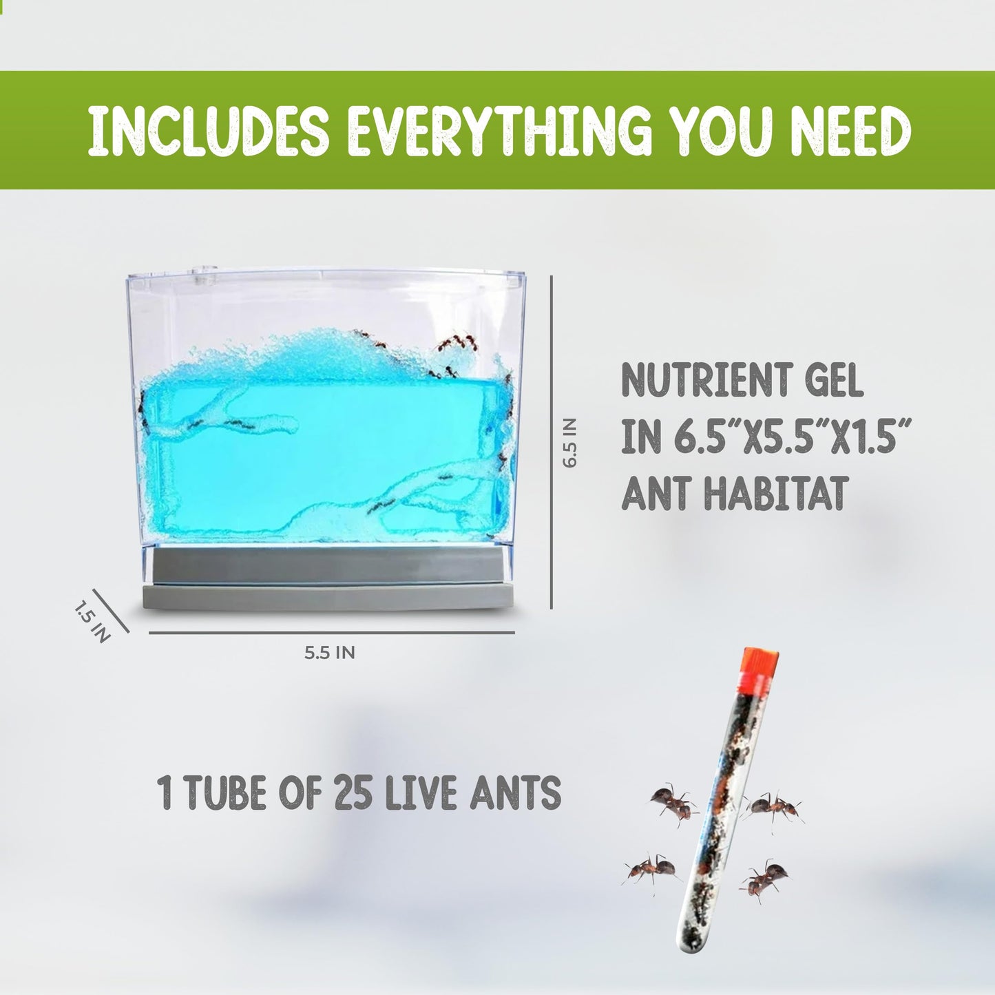 Ant Habitat Kit with 25 Live Ants Shipped Now - Ant Terrarium Complete Set with Clear Nutrient Gel - Perfect for Learning and Fascinating Observation