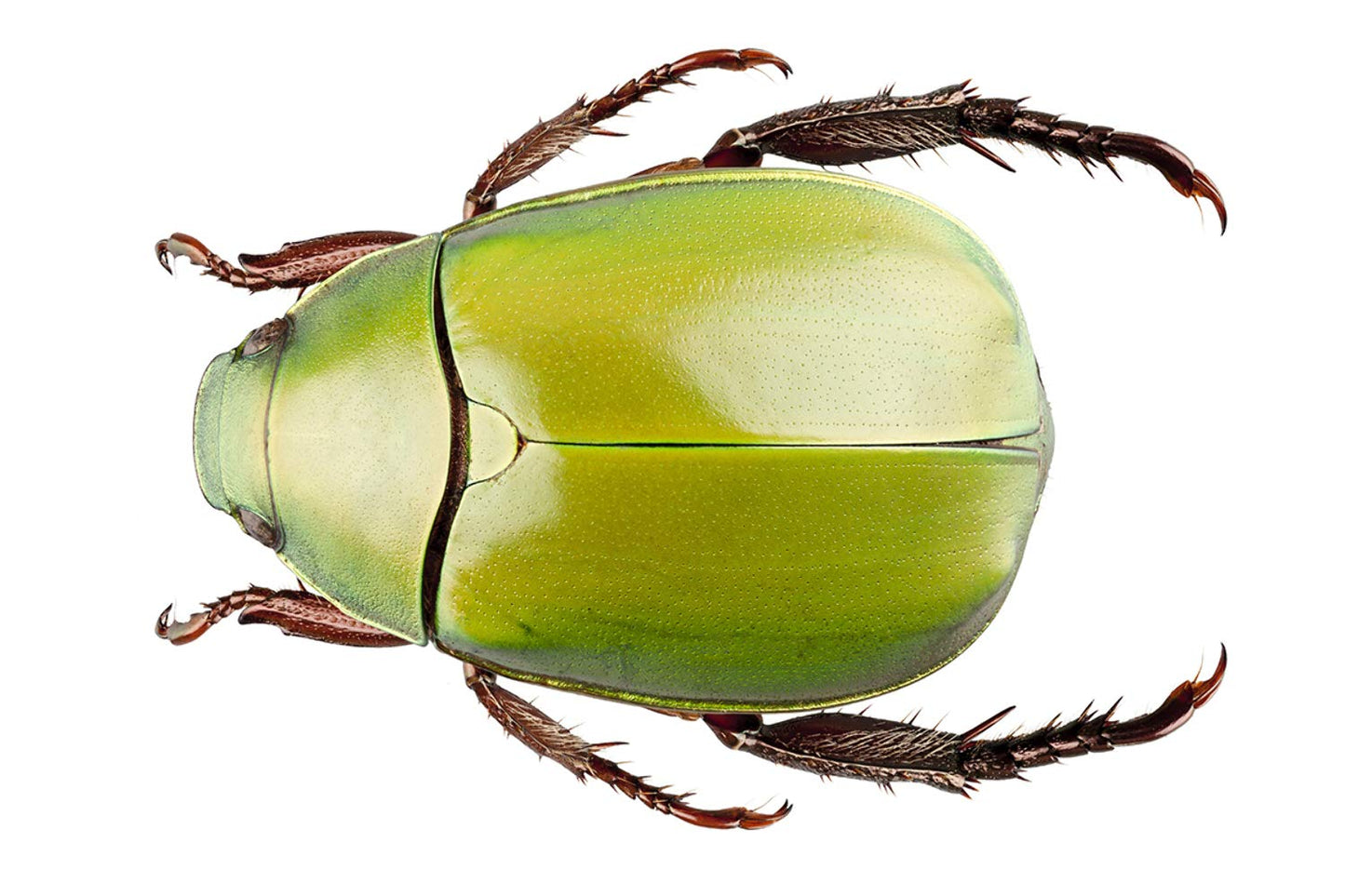 McFarlane: Dragon Series 7 - Fire Dragon Clan