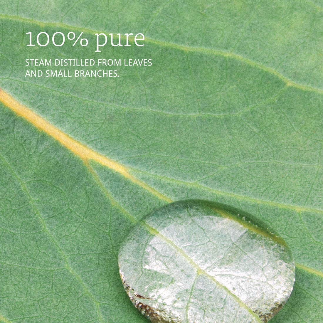 NOW Eucalyptus Oil, 1 Fl Oz (Pack of 3)