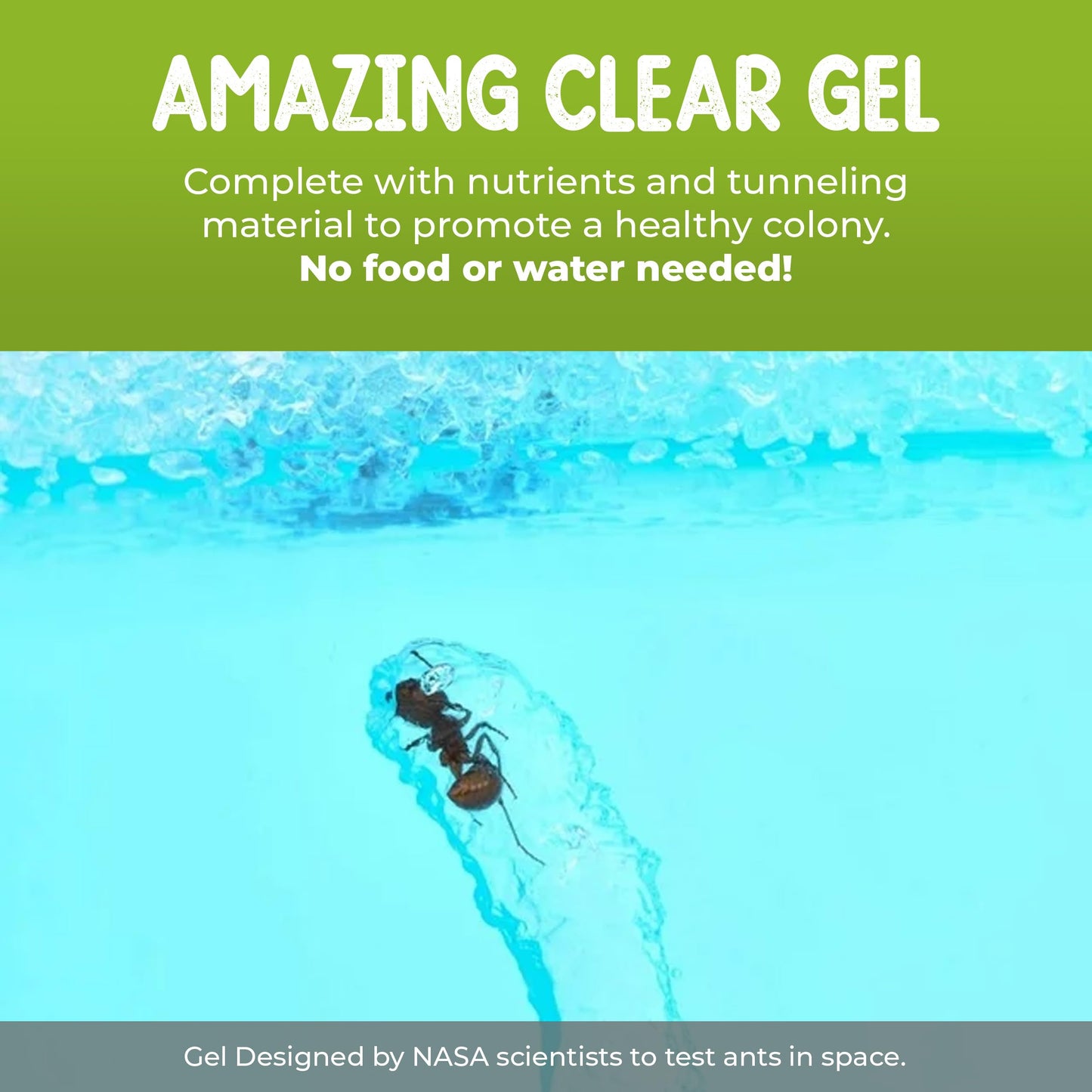 Ant Habitat Kit with 25 Live Ants Shipped Now - Ant Terrarium Complete Set with Clear Nutrient Gel - Perfect for Learning and Fascinating Observation
