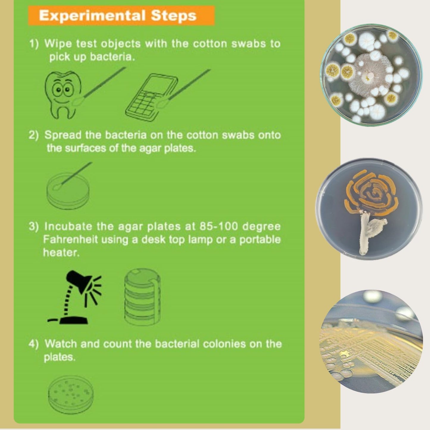 EZ BioResearch Bacteria Science Kit IV – Top Science Fair Project Kit with Pre-poured LB-Agar Plates, Cotton Swabs & Free E-Book with Experiments
