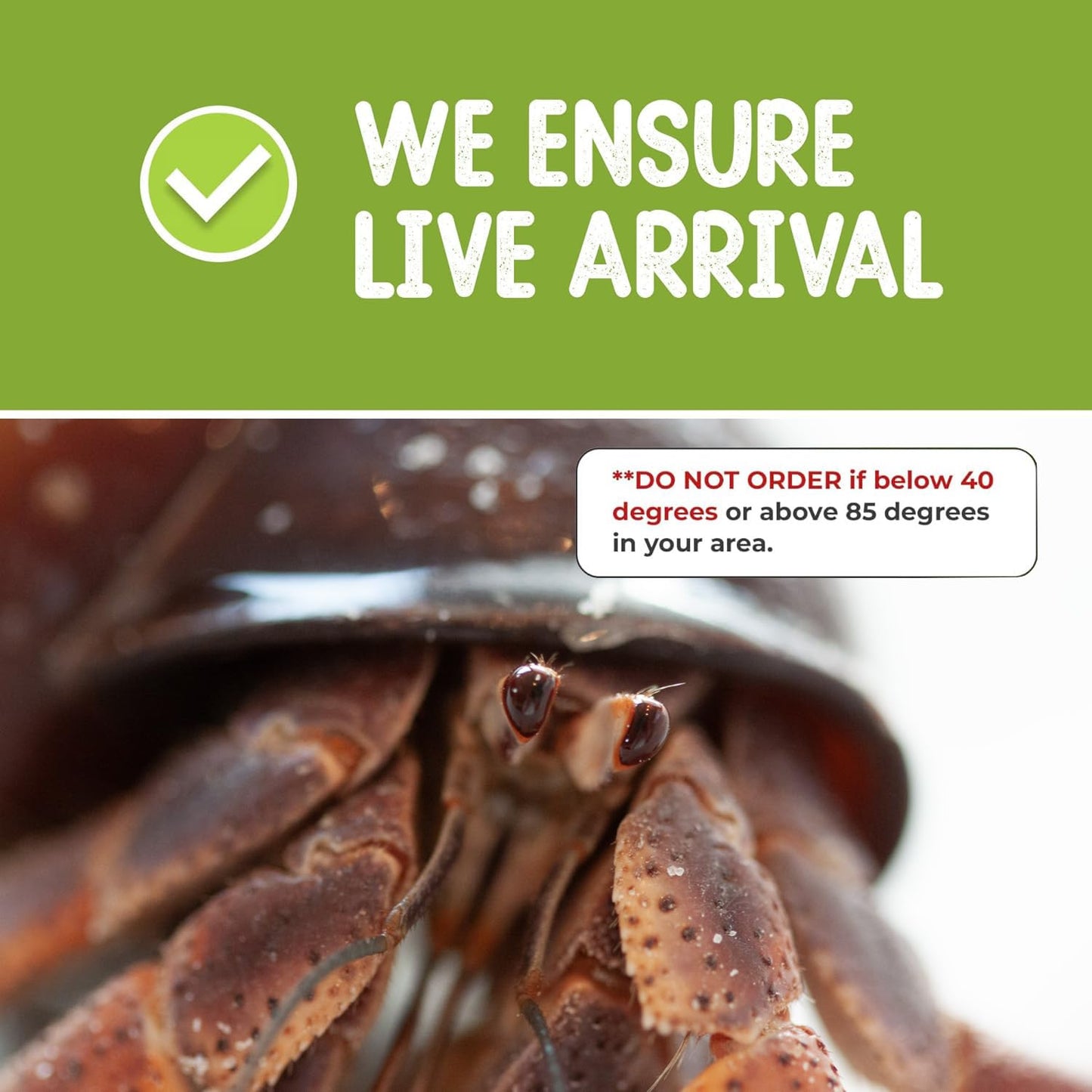 Live Hermit Crab Complete Starter Kit - Includes 2 Live Crabs - All-in-One Kit with Terrarium, Food, Coconut Fiber, and More - Bundle