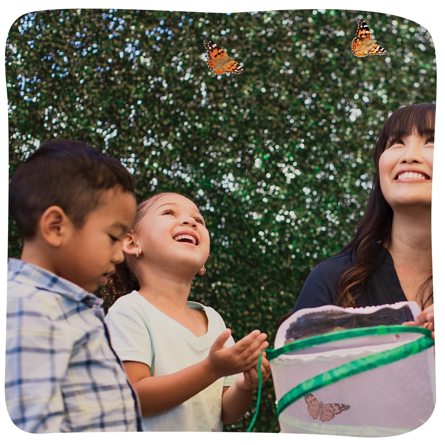 Insect Lore Butterfly Garden Kit – STEM Live Butterfly Growing Habitat with Caterpillars & Voucher, Educational Kit for Kids, Classrooms & Homeschool