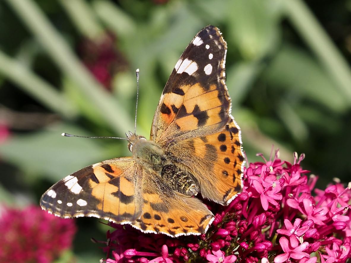 Insect Lore Cup of Caterpillars Basic – 5 Live Painted Lady Caterpillars with Food, Refill Kit for Butterfly Garden, STEM Science Activity for Kids & Classrooms