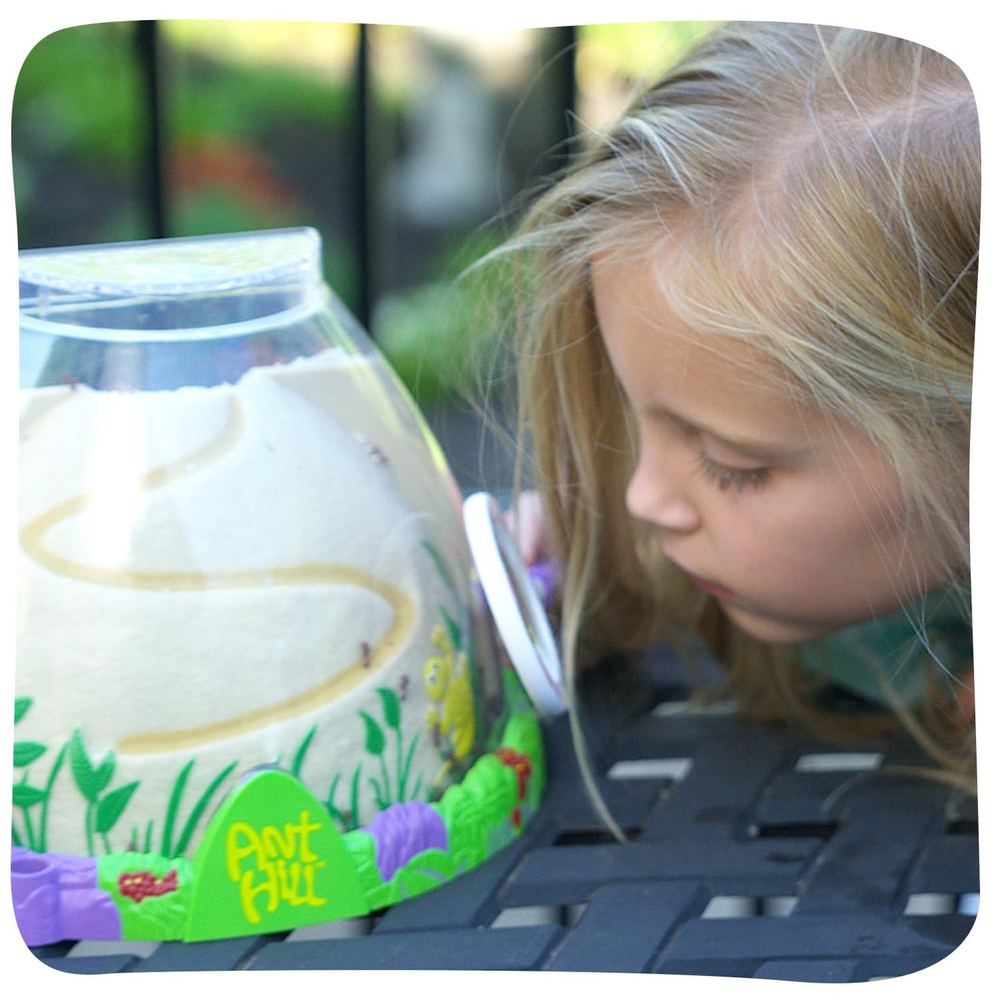 Insect Lore Ant Hill Habitat Kit – STEM Science Kit with Live Harvester Ants Voucher, Educational Kids Toy to Watch Ants Tunnel & Explore