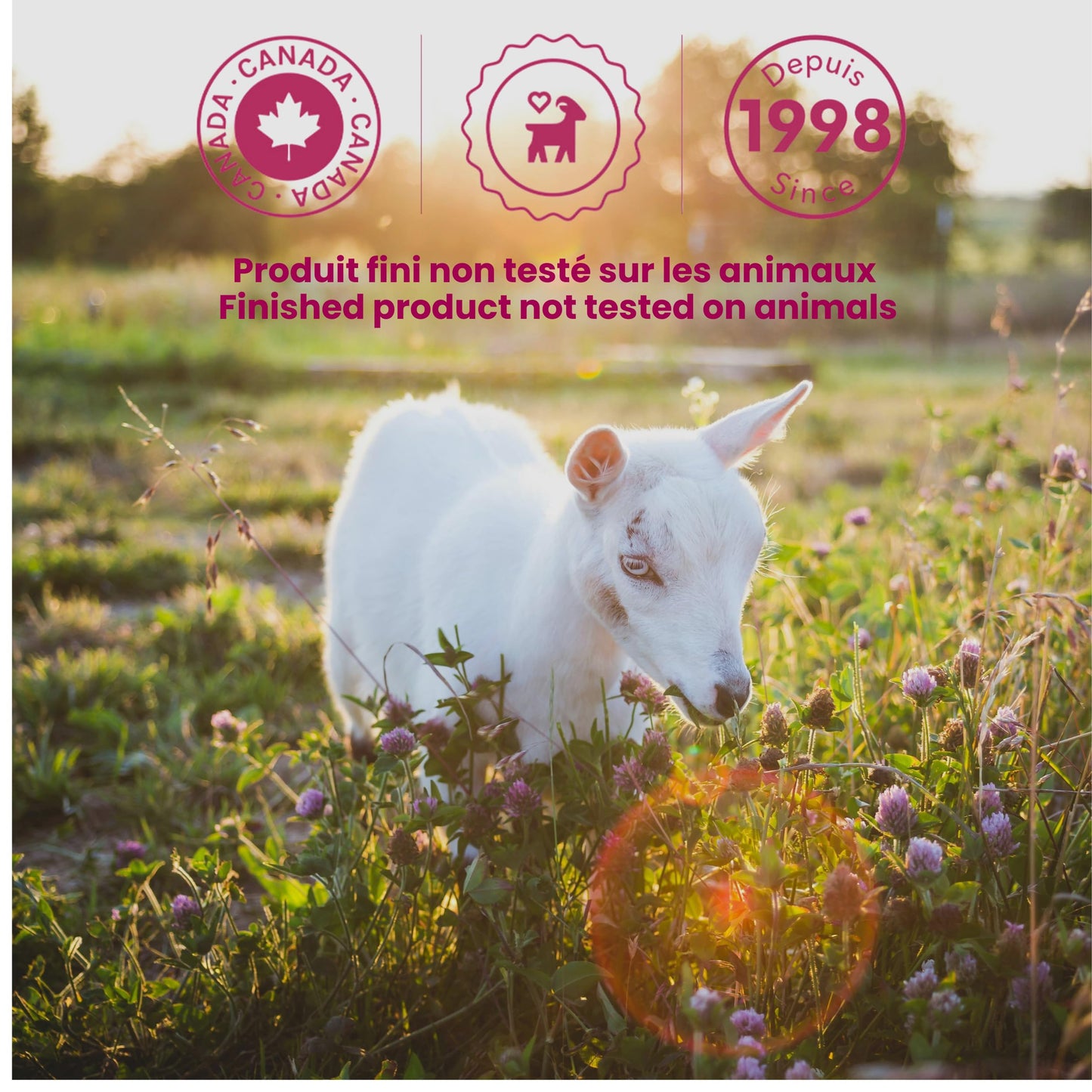 Caprina Fresh Goat’s Milk Bar Soap,SHEA BUTTER (3-Pack), 3.2 oz (90 g) Each, Gentle Daily Cleanser, Softening & Biodegradable Formula, No Phosphates