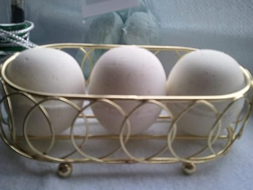 3 White Tea and Ginger Luxury Bath Bombs, Large 5 oz Each, Handmade with Shea, Mango & Cocoa Butter, Ultra Moisturizing, Great for Dry Skin, All Skin…