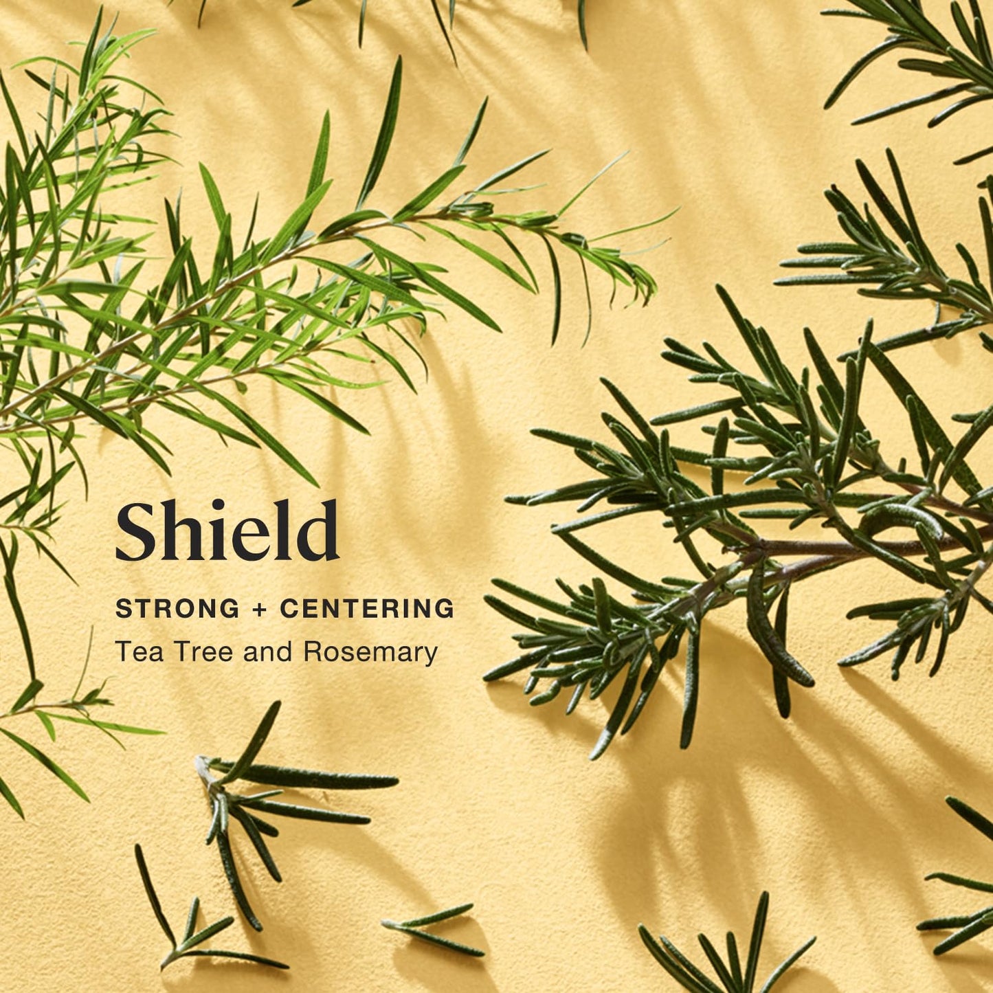 Sprig by Kohler Tea Tree + Rosemary Bath Bomb, Hypoallergenic, Made with Natural Botanicals & Premium Skincare Ingredients (Shea Butter, Coconut Oil…