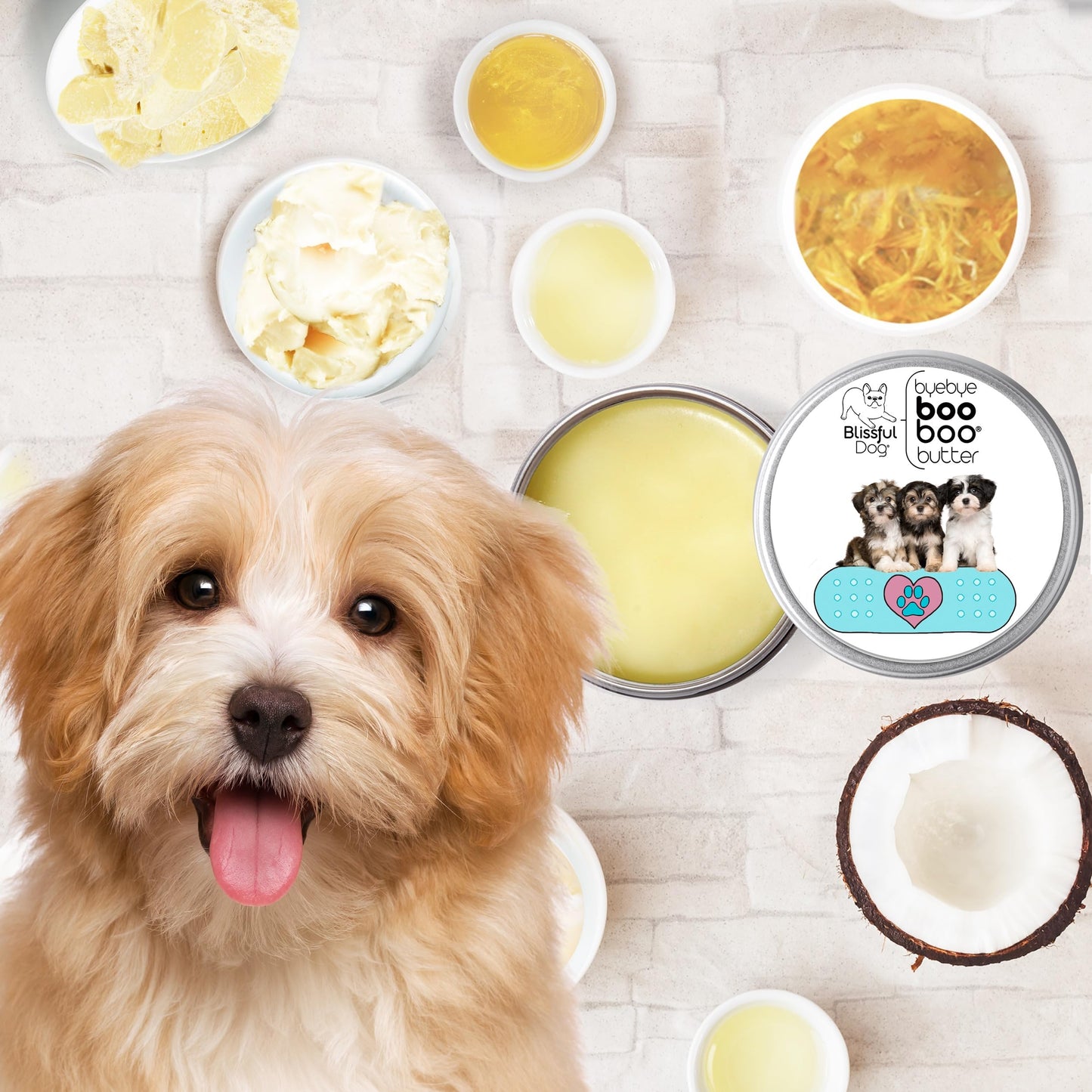 The Blissful Dog Havanese Boo Boo Butter, 2-Ounce Beauty and Personal Care The Blissful Dog