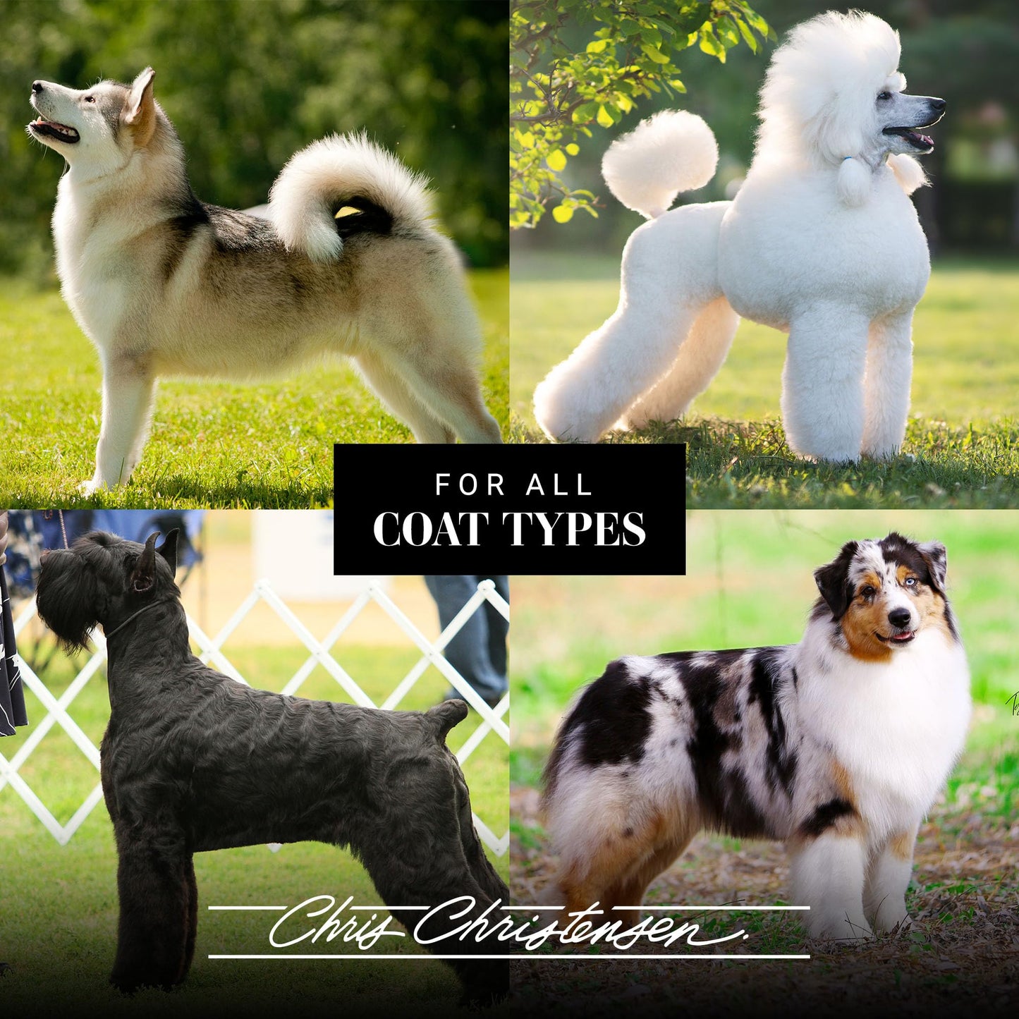 Chris Christensen Thick N Thicker Texturizing Bodifier Dog Whipped Creme Mousse, Groom Like a Professional, No Flakiness or Buildup, Washes Out