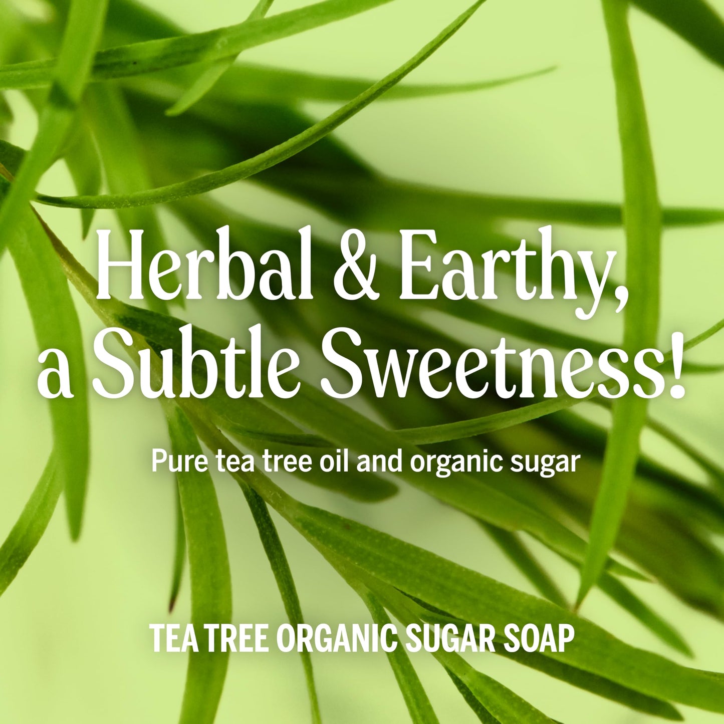 Dr. Bronner's - Organic Sugar Soap (Tea Tree, 24 Ounce) - Made with Organic Oils, Sugar and Shikakai Powder, 4-in-1 Uses: Hands, Body, Face and Hair