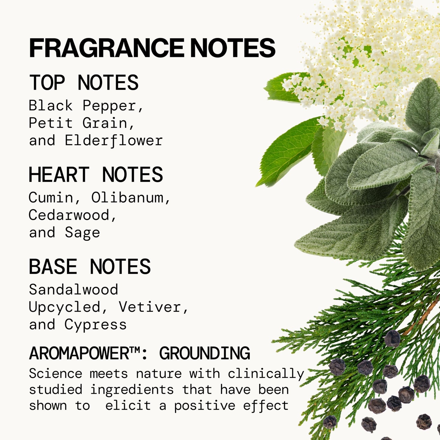 Pacifica Montana Sky Spray Perfume - Clean Vegan Fragrance for Women with Cedarwood & Sage - Grounding Earthy Woodsy Scent w/Cedarwood, Black Pepper Beauty and Personal Care Pacifica