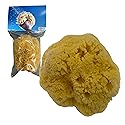 Awesome Aquatic Natural Sea Sponge Amazing Natural Renewable Resource Creating The in Home Perfect Bath and Shower Experience Artist Sponge (Yellow