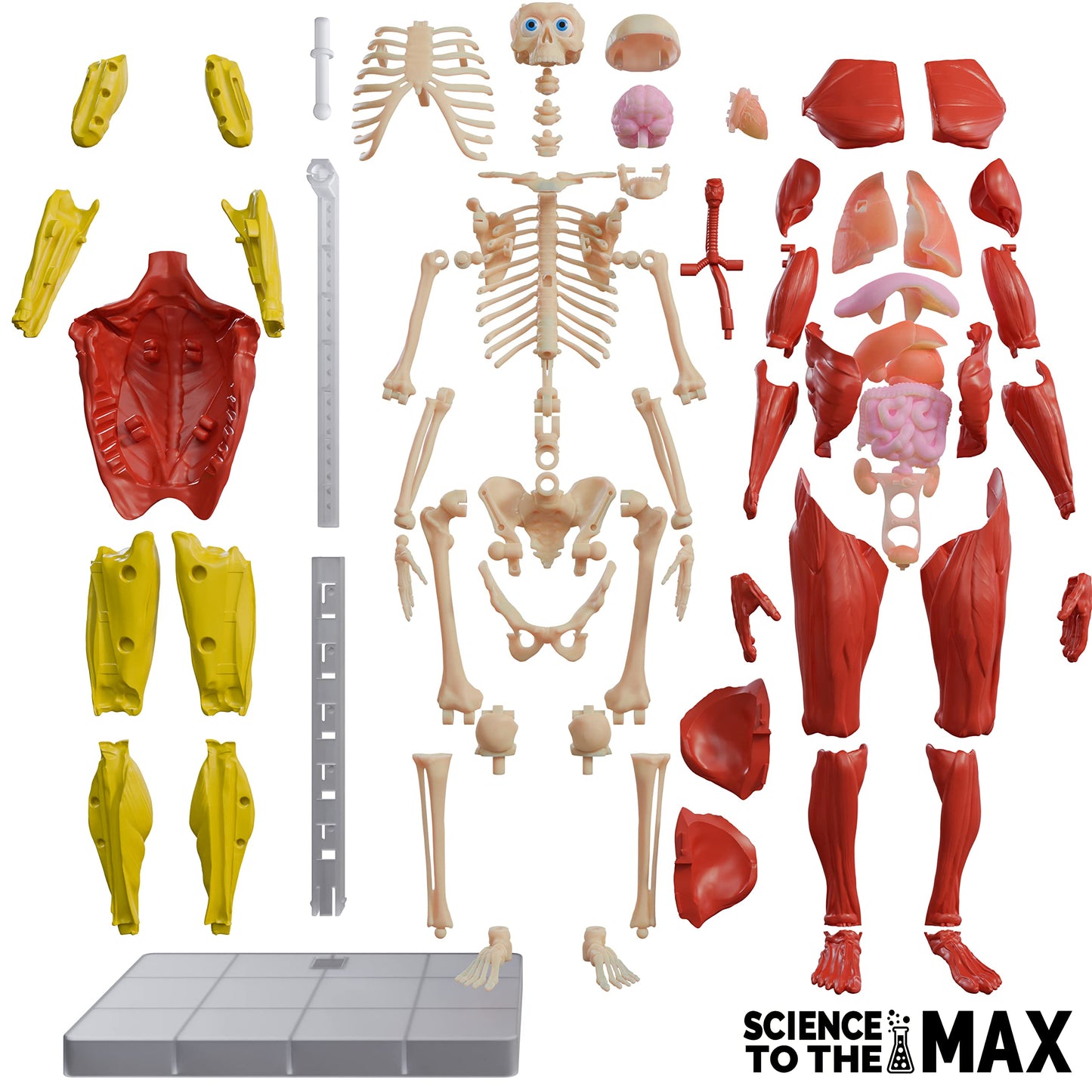 Be Amazing! Toys Interactive Human Body – 60-Pc 14” Anatomy Model with Removable Muscles, Organs & Bones – STEM Toy for Kids Ages 8+